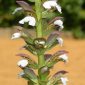 Acanthus mollis L.