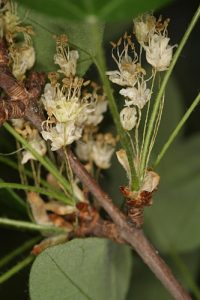 Acer monspessulanum L.
