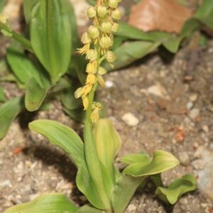 Aceras anthropophorum (L.) W. T. Aiton