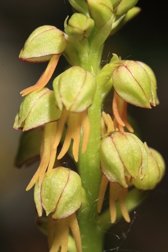 Aceras anthropophorum (L.) W. T. Aiton