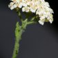 Achillea odorata L.