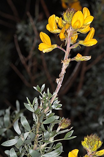 Adenocarpus argyrophyllus (Rivas Goday) Caball.