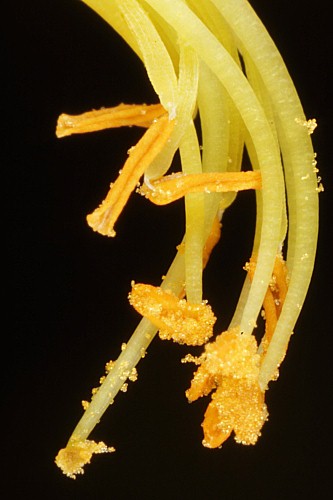 Adenocarpus argyrophyllus (Rivas Goday) Caball.