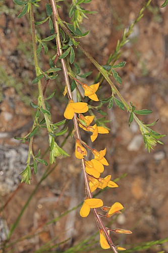 Adenocarpus complicatus (L.) J. Gay