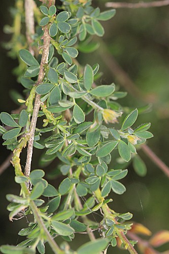 Adenocarpus complicatus (L.) J. Gay