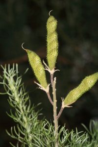 Adenocarpus decorticans Boiss.