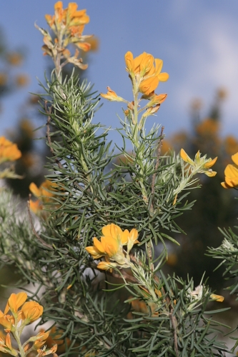 Adenocarpus decorticans Boiss.