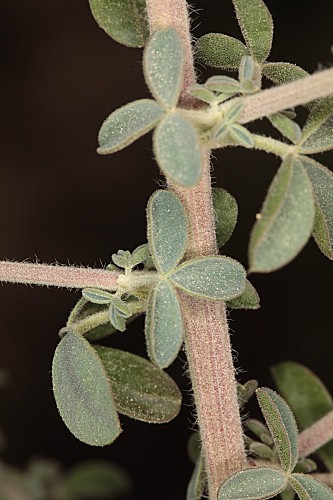 Adenocarpus gibbsianus Castrov. & Talavera