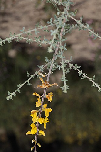 Adenocarpus gibbsianus Castrov. & Talavera