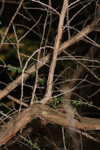 Adenocarpus telonensis (Loisel.) DC.