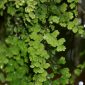 Adiantum capillus-veneris L.