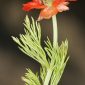 Adonis annua L.
