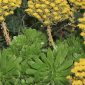 Aeonium arboreum (L.) Webb & Berth.