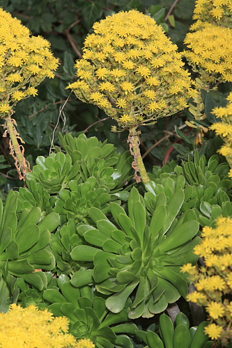 Aeonium arboreum (L.) Webb & Berth.