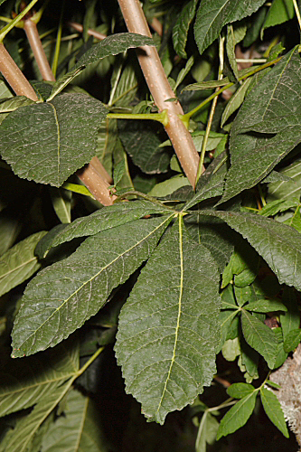 Aesculus hippocastanum L.