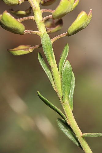 Aethionema saxatile (L.) R. Br.
