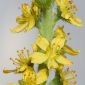 Agrimonia eupatoria L.