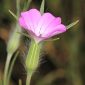 Agrostemma githago L.