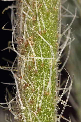 Alkanna tinctoria Tausch subsp. tinctoria