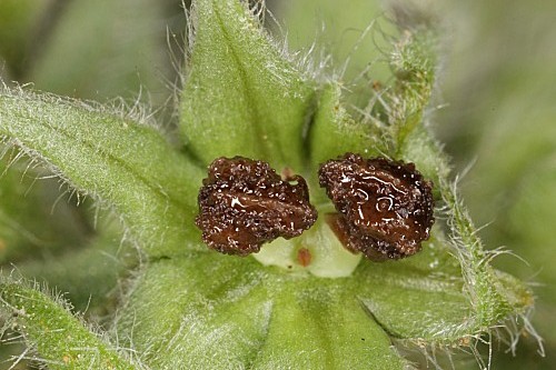 Alkanna tinctoria Tausch subsp. tinctoria