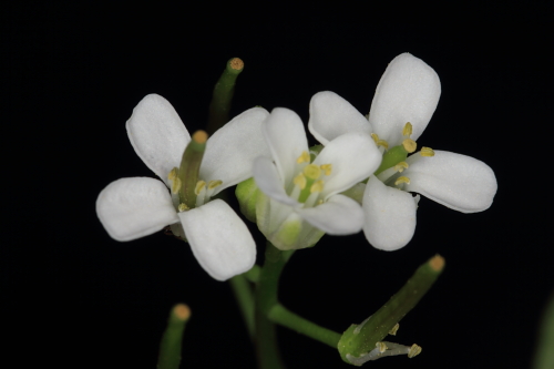 Alliaria petiolata (M. Bieb.) Cavara & Grande