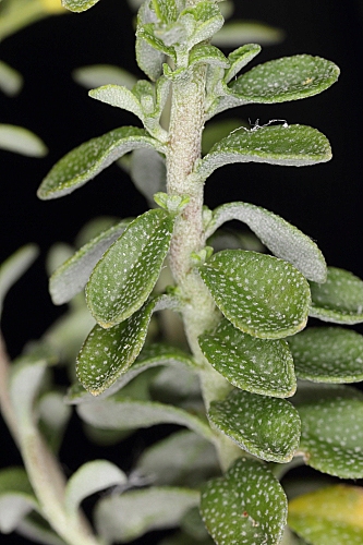 Alyssum serpyllifolium Desf.