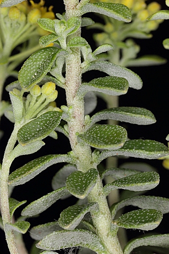 Alyssum serpyllifolium Desf.