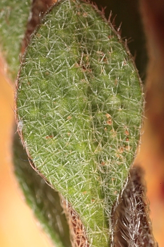 Alyssum simplex Rudolphi