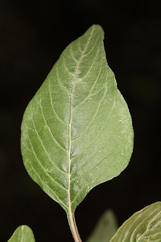 Amaranthus hibridus