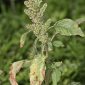 Amaranthus hibridus