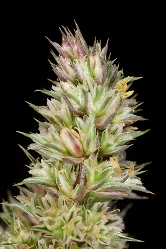 Amaranthus hibridus