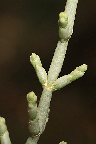 Anabasis articulata (Forssk.) Moq.