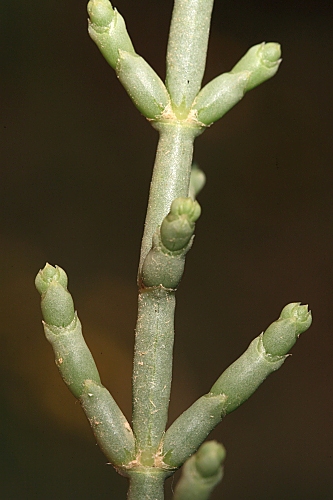Anabasis articulata (Forssk.) Moq.
