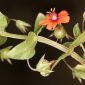Anagallis arvensis L.