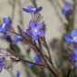 Anchusa azurea Mill.