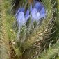 Anchusa puechii Valdés
