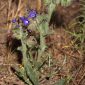 Anchusa undulata L. subsp. granatensis (Boiss.) Valdés