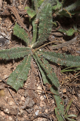 Anchusa undulata L. subsp. granatensis (Boiss.) Valdés