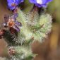 Anchusa undulata L. subsp. granatensis (Boiss.) Valdés