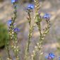 Anchusa undulata subsp. undulata L.