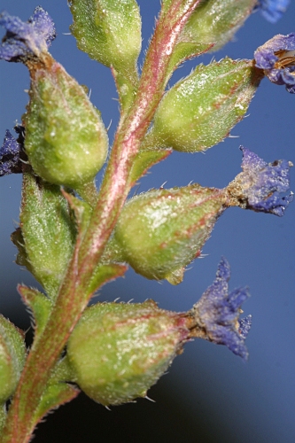 Anchusa undulata subsp. undulata L.