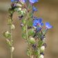 Anchusa undulata subsp. undulata L.