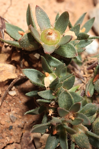 Androsace maxima L.