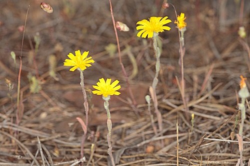 Andryala arenaria (DC.) Boiss. & Reut.
