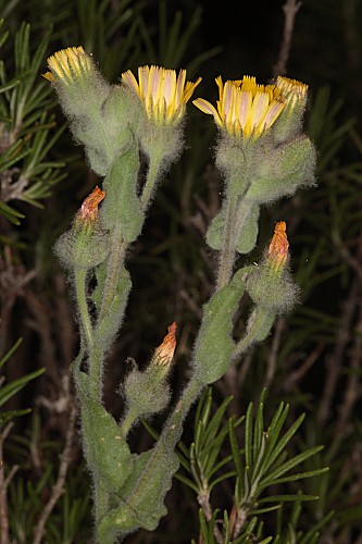 Andryala arenaria (DC.) Boiss. & Reut.