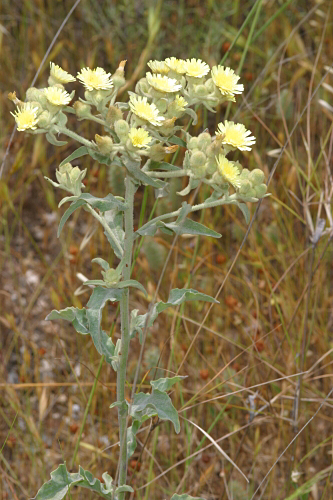 Andryala integrifolia L.