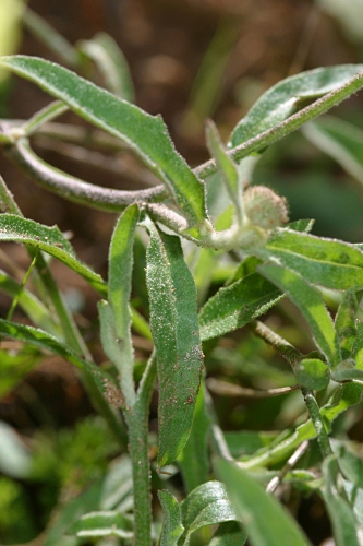 Andryala laxiflora DC.