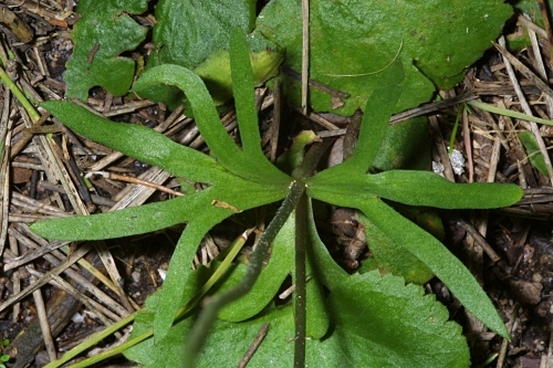 Anemone palmata L.
