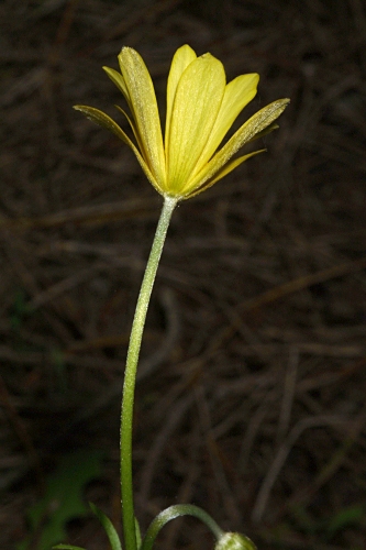 Anemone palmata L.