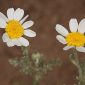Anthemis bourgaei Boiss. & Reut.
